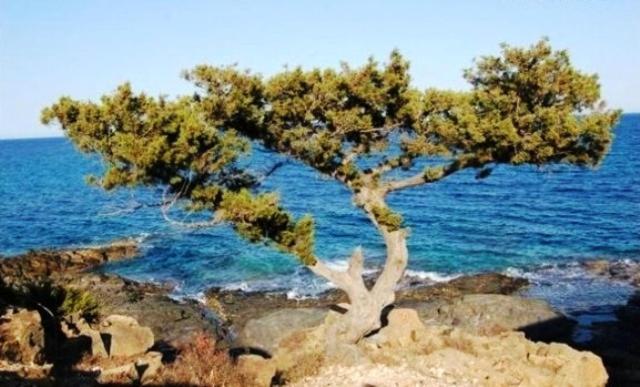 Apartmán Tanca Della Torre Trilocale Vista Mare Isola Rossa Exteriér fotografie